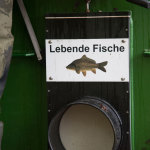 … und die lebenden Fische an den Main-Donau-Kanal befördern, 