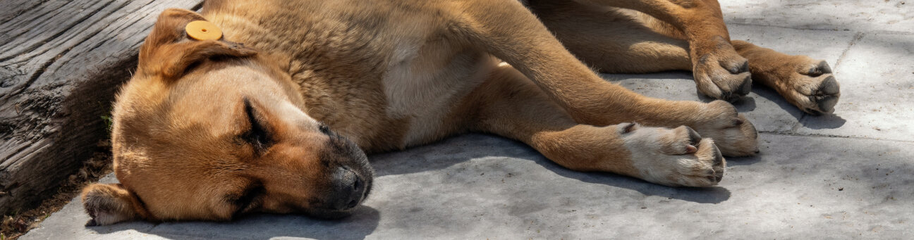Bild © AlienCat / Adobe Red shorthair stray dog with tag in his ear sleeps in city park in trees shade, Bild © AlienCat / Adobe