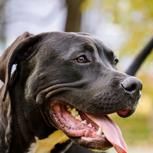 © Pixabay Nahaufnahme eines dunkelbraunen Pitbulls mit hängender Zunge © Pixabay