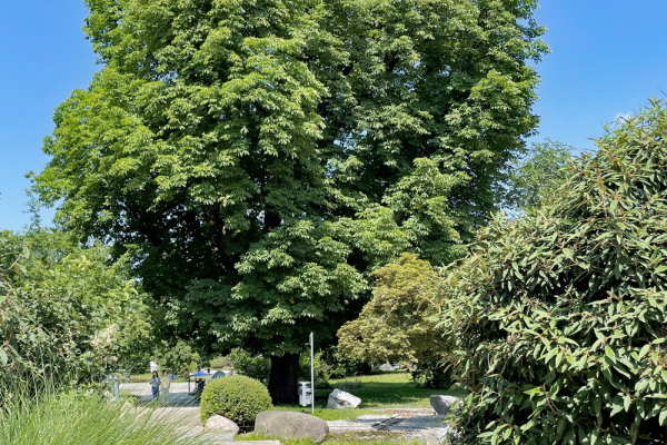 Rosskastanie im Stadtpark