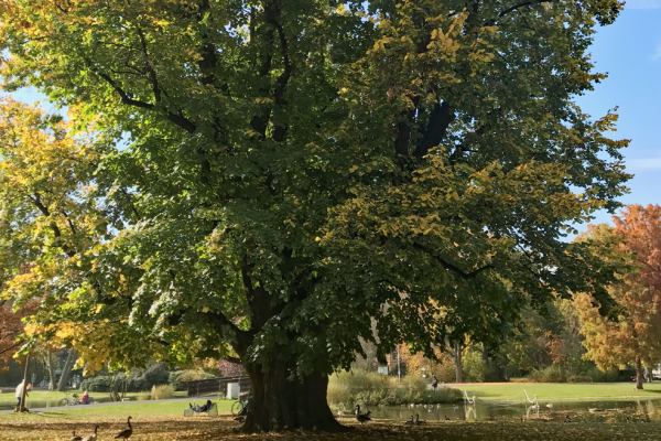 Alte Linde im Stadtpark