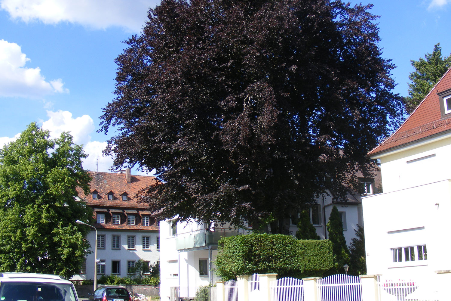 Baumschutz in Nürnberg Umweltamt Nürnberg