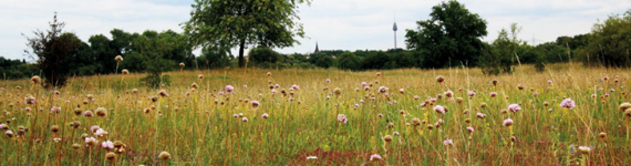 Bild © Uschi Sondermann-Dülp Naturschutzgebiet Hainberg, Bild © Uschi Sondermann-Dülp