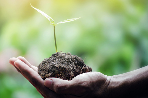Hand mit einem Pflanzentrieb in Erde.