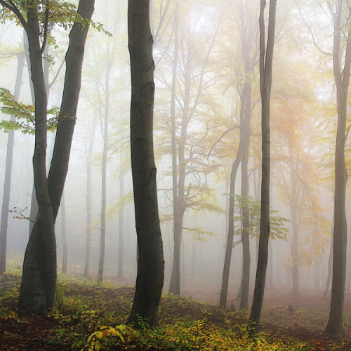 © pixabay Wald © pixabay