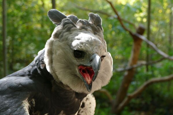 Harpyie Domingo im Tiergarten Nürnberg