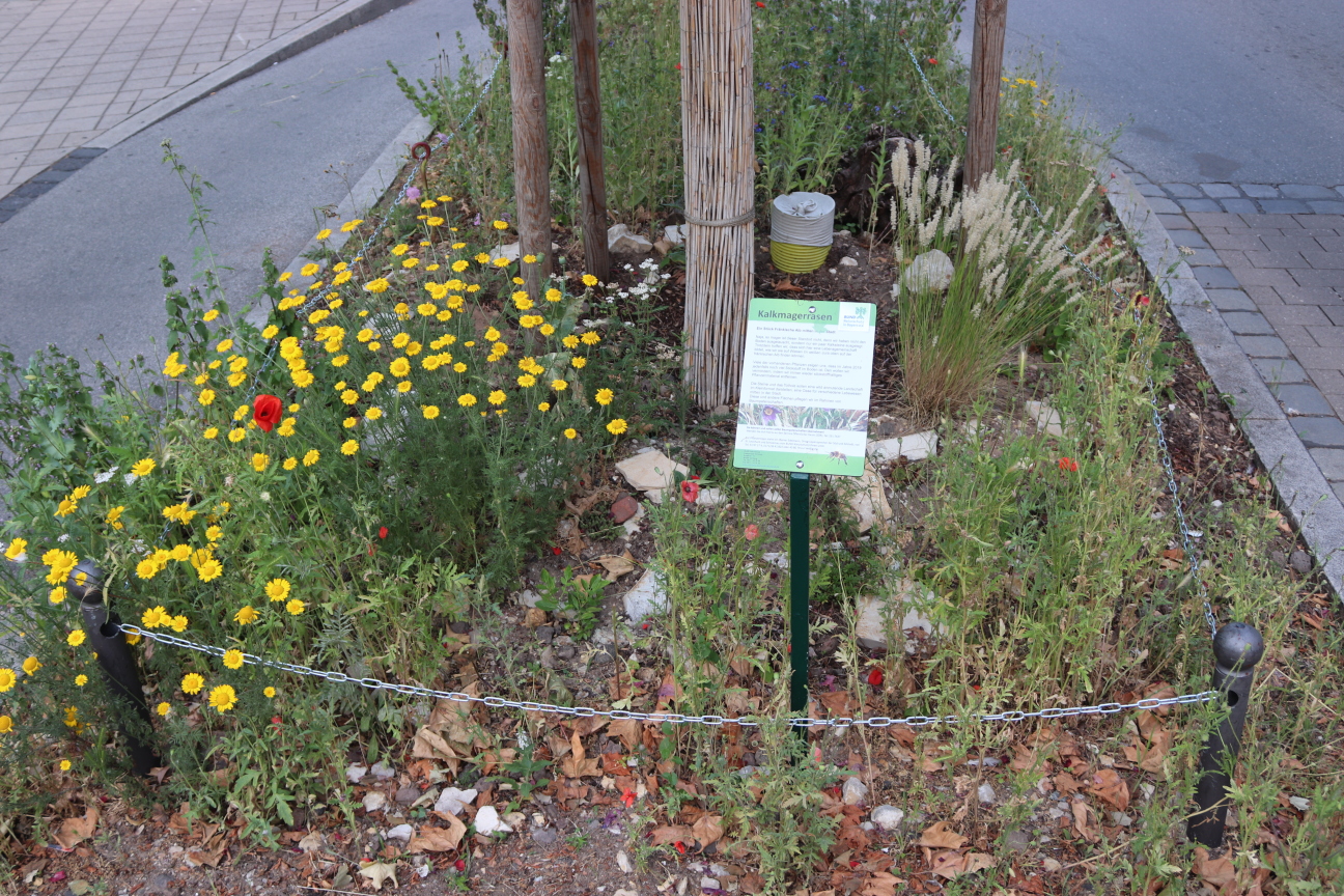 Grünflächen Südstadt 1, Baumscheibe