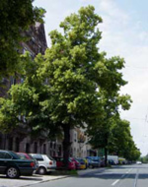 Schön gewachsener Straßenbaum © Mathias Schmidt/ Projektgruppe Straßenbäume