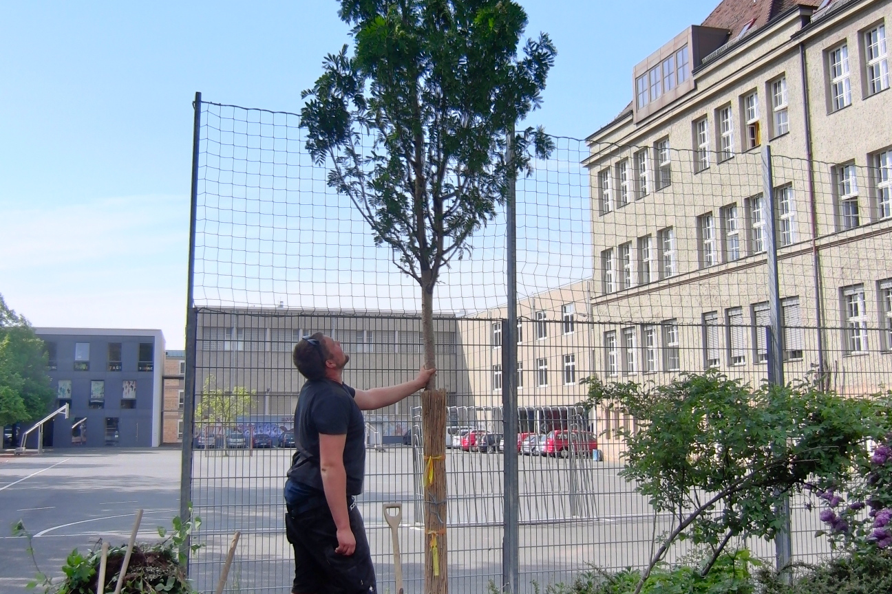 Melanchthon Gymnasium Baumpflanzung, Bild © Bolko Grüll