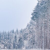 Schneebedeckter Wald