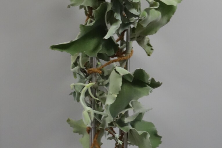 Kalanchoe-Rupfen 2019/20