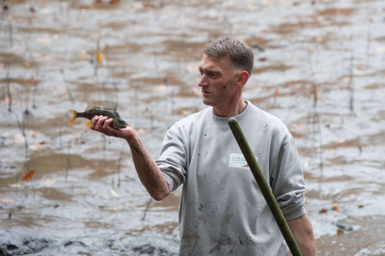 Bild © bild_copyright Weiheraufseher Klaus Kleinschroth mit einem Barsch, Bild © bild_copyright