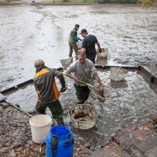 ( Bild: Christine Dierenbach / Stadt Nürnberg ) Langsam nähert sich der Fischzug dem Ende.