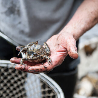 ( Bild: Christine Dierenbach / Stadt Nürnberg ) Auch unerwünschter Beifang landet im Kescher. Klaus Kleinschrot