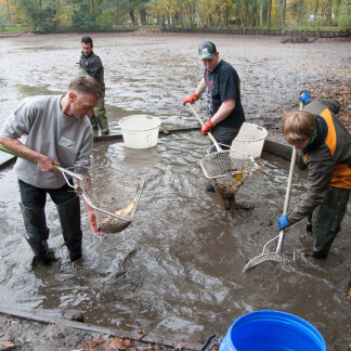 ( Bild: Christine Dierenbach / Stadt Nürnberg ) Zu viert rücken die Männer den Fischen zu Leibe.
