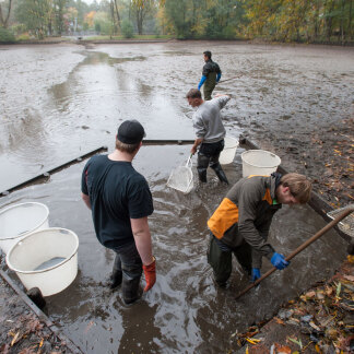 ( Bild: Christine Dierenbach / Stadt Nürnberg ) Immer mehr Karpfenrücken ragen aus dem flachen Wasser.