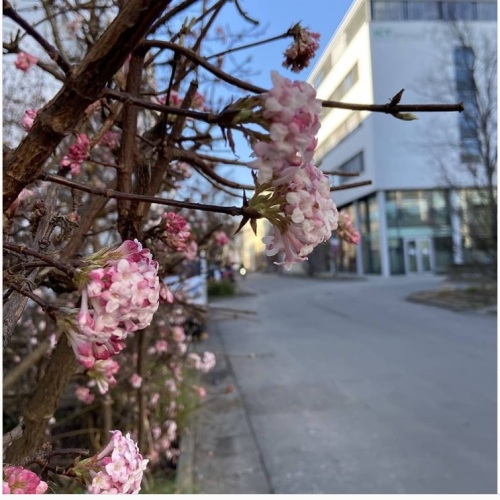 Blick auf die Schule im Frühling © Schüler*innen des Hermann-Kesten-Kollegs / @hkk_nuernberg