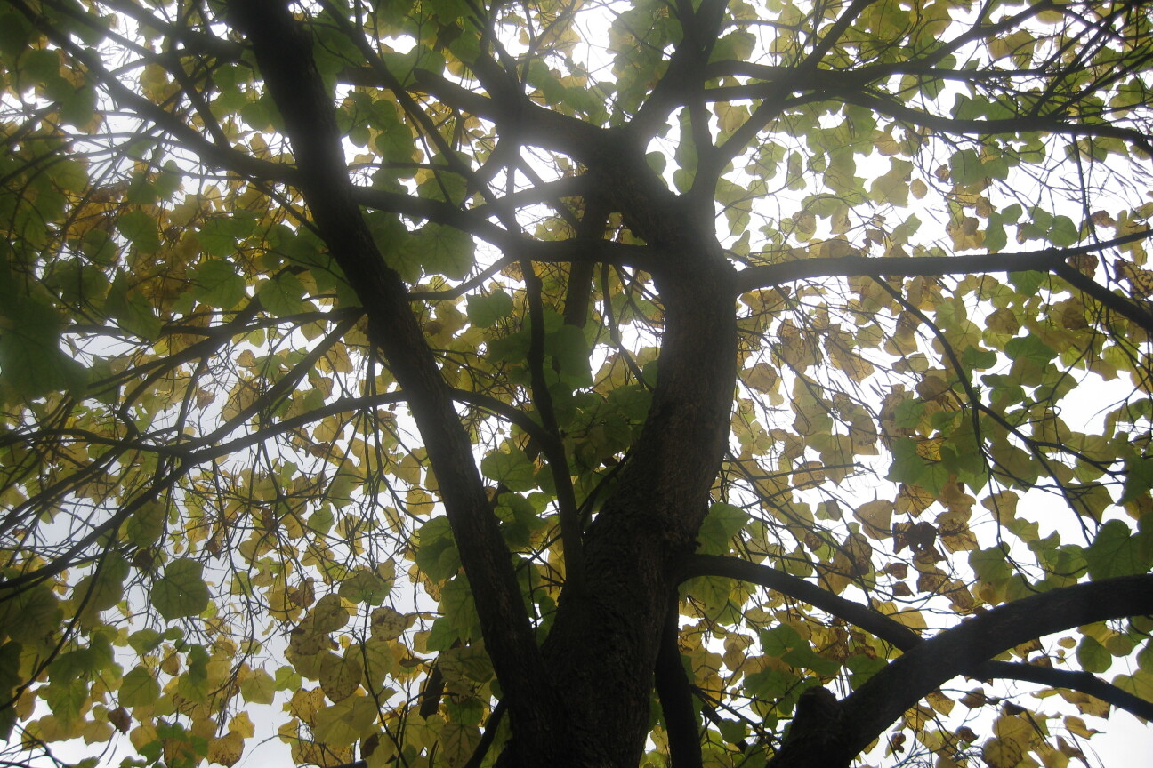 Der Baum im Innenhof, Bild © Fabian Schäfer