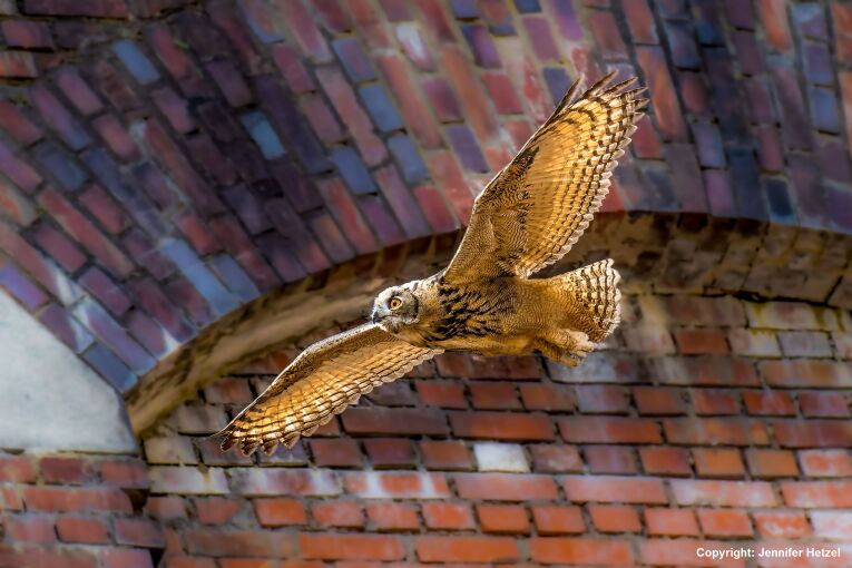 Jungvogel im Anflug