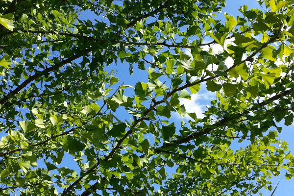 Gingkoblätter