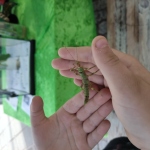 Ein Insekt sitzt auf Kinderhänden