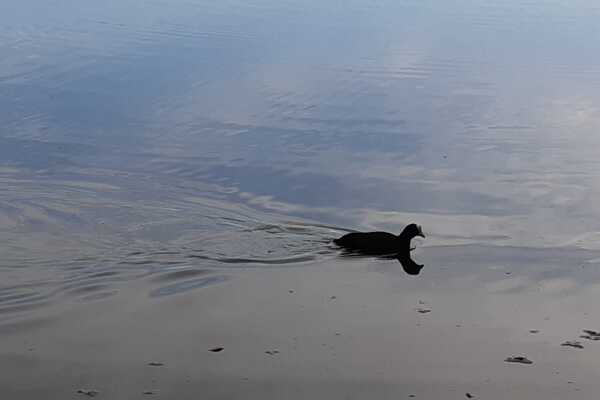 2021_Ente auf dem Wasser