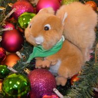 Maskottchen Rosi in weihnachtlicher Umgebung