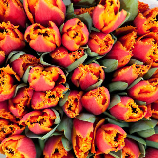 Tulpen auf dem Ostermarkt