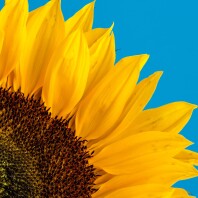 Sonnenblume vor blauem Hintergrund