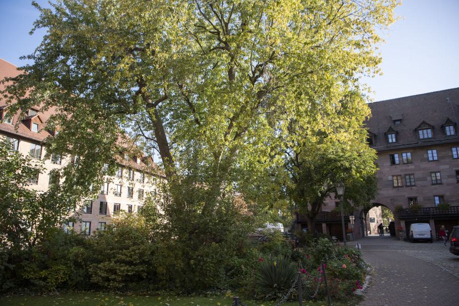 Bild © RENESCHWERDTEL.COM / RENE SCHWERDTEL Baum im Innenhof des Heilig-Geist-Spital, Bild © RENESCHWERDTEL.COM / RENE SCHWERDTEL