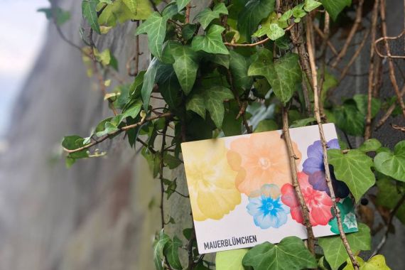 Eine Blumenkarte mit der Aufschrift "Mauerblümchen" hängt im Efeu an der Nürnberger Stadtmauer