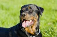 Foto eines Rottweilers