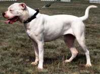 Bild eines American Bulldogs