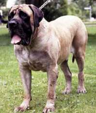 Bild eines Mastiffs