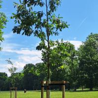 Nürnbergs 15 Partnerstädten sind auf der zentral gelegenen Wöhrder Wiese jeweils ein Baum gewidmet