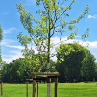 Nürnbergs 15 Partnerstädten sind auf der zentral gelegenen Wöhrder Wiese jeweils ein Baum gewidmet