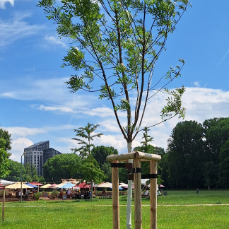 Nürnbergs 15 Partnerstädten sind auf der zentral gelegenen Wöhrder Wiese jeweils ein Baum gewidmet