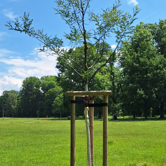 Nürnbergs 15 Partnerstädten sind auf der zentral gelegenen Wöhrder Wiese jeweils ein Baum gewidmet