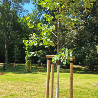 Nürnbergs 15 Partnerstädten sind auf der zentral gelegenen Wöhrder Wiese jeweils ein Baum gewidmet