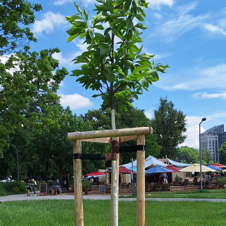 Nürnbergs 15 Partnerstädten ist auf der zentral gelegenen Wöhrder Wiese jeweils ein Baum gewidmet.