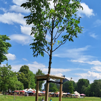 Nürnbergs 15 Partnerstädten sind auf der zentral gelegenen Wöhrder Wiese jeweils ein Baum gewidmet