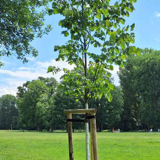 Nürnbergs 15 Partnerstädten sind auf der zentral gelegenen Wöhrder Wiese jeweils ein Baum gewidmet