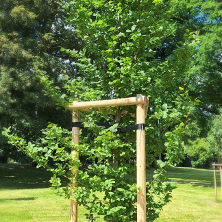 Nürnbergs 15 Partnerstädten sind auf der zentral gelegenen Wöhrder Wiese jeweils ein Baum gewidmet