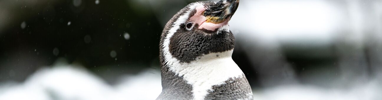 Auch am Schmausenbuck ist der Winter eingezogen. Am zweiten Adventswochenende lädt der Tiergarten zu verschiedenen Aktionen und Führungen ein – auch auf seinem Zoo-Bauernhof Gut Mittelbüg. Hier ein Foto eines Humboldtpinguins im Tiergarten.