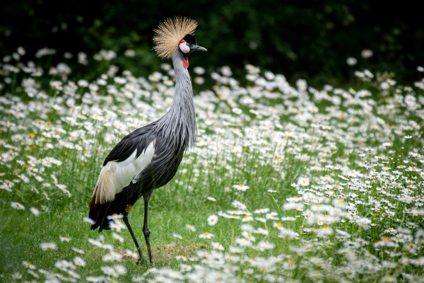 In diesem Jahr sind Kraniche von der Vogelgrippe besonders betroffen. Alle im Tiergarten lebenden Kraniche, darunter auch die Kronenkraniche, wurden bereits vergangene Woche vorsichtshalber in Ställen untergebracht.