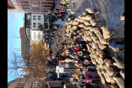 Bild Die Schafsherde zog auch 2023 durch die Waaggasse am Hauptmarkt.