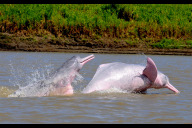 Bild Das Massensterben von Flussdelfinen im brasilianischen Tefé-See hat auch die Amazonas-Delfine stark betroffen. Diese leben im kolumbianischen Amazonasgebiet. Yaqu Pacha e. V., der Tiergarten Nürnberg und der Verein der Tiergartenfreunde unterstützen Naturschützer vor Ort bei ihrem Kampf, die gefährdete Art zu schützen. 