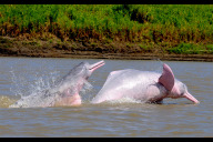 Bild Der Amazonas-Flussdelfin gehört zu den weltweit insgesamt fünf Flussdelfinarten. Laut Weltnaturschutzunion IUCN sind alle diese Arten bedroht. Der Bestand von Amazonas-Flussdelfinen im Tefé-See wird auf 900 geschätzt.