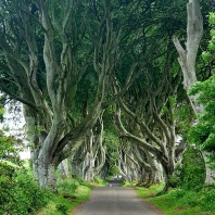 Bild des Ausflugsziels Dark Hedges