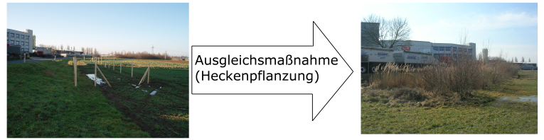 Heckenpflanzung Großgründlach